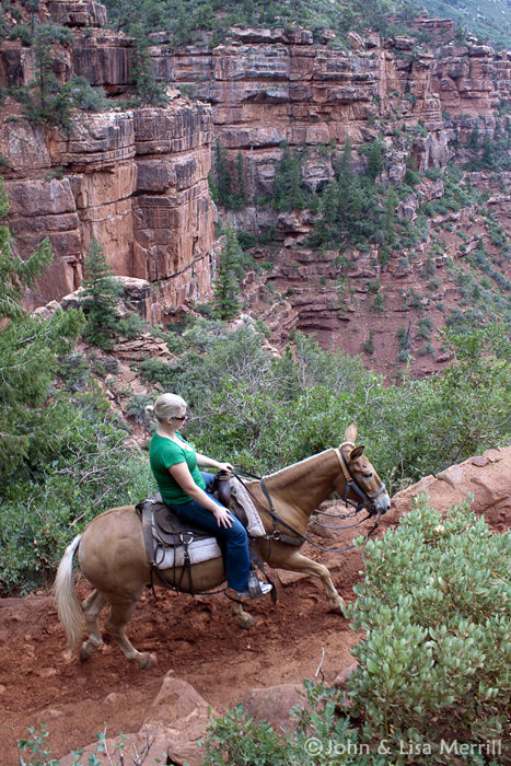 grand canyon tour donkey